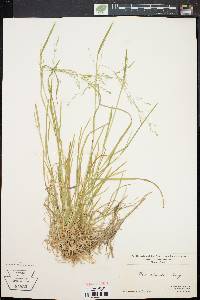 Poa alsodes image