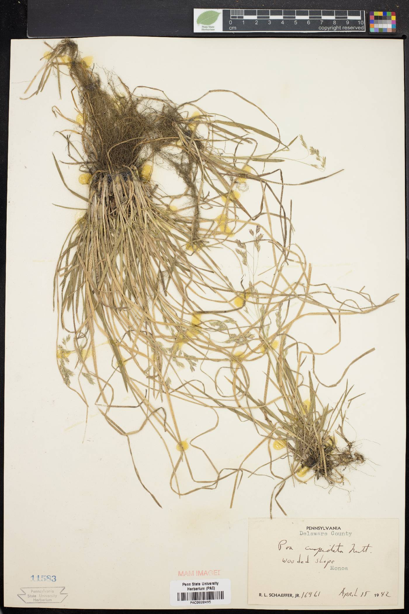 Poa cuspidata image