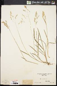 Poa cuspidata image