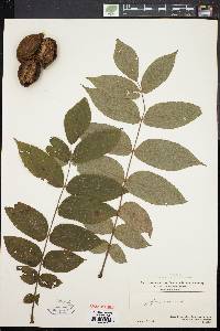 Juglans cinerea image