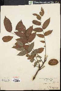 Juglans cinerea image