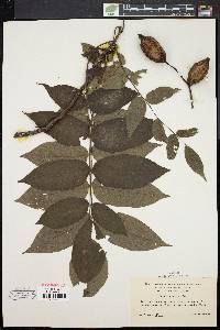 Juglans cinerea image