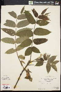 Juglans cinerea image