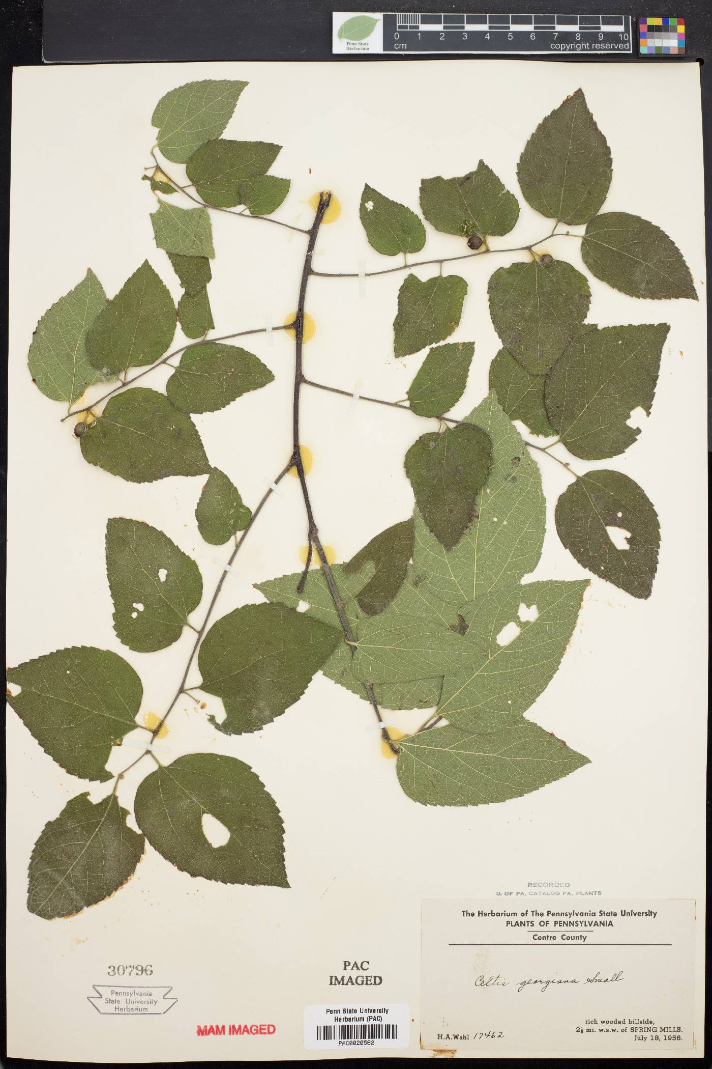 Celtis georgiana image