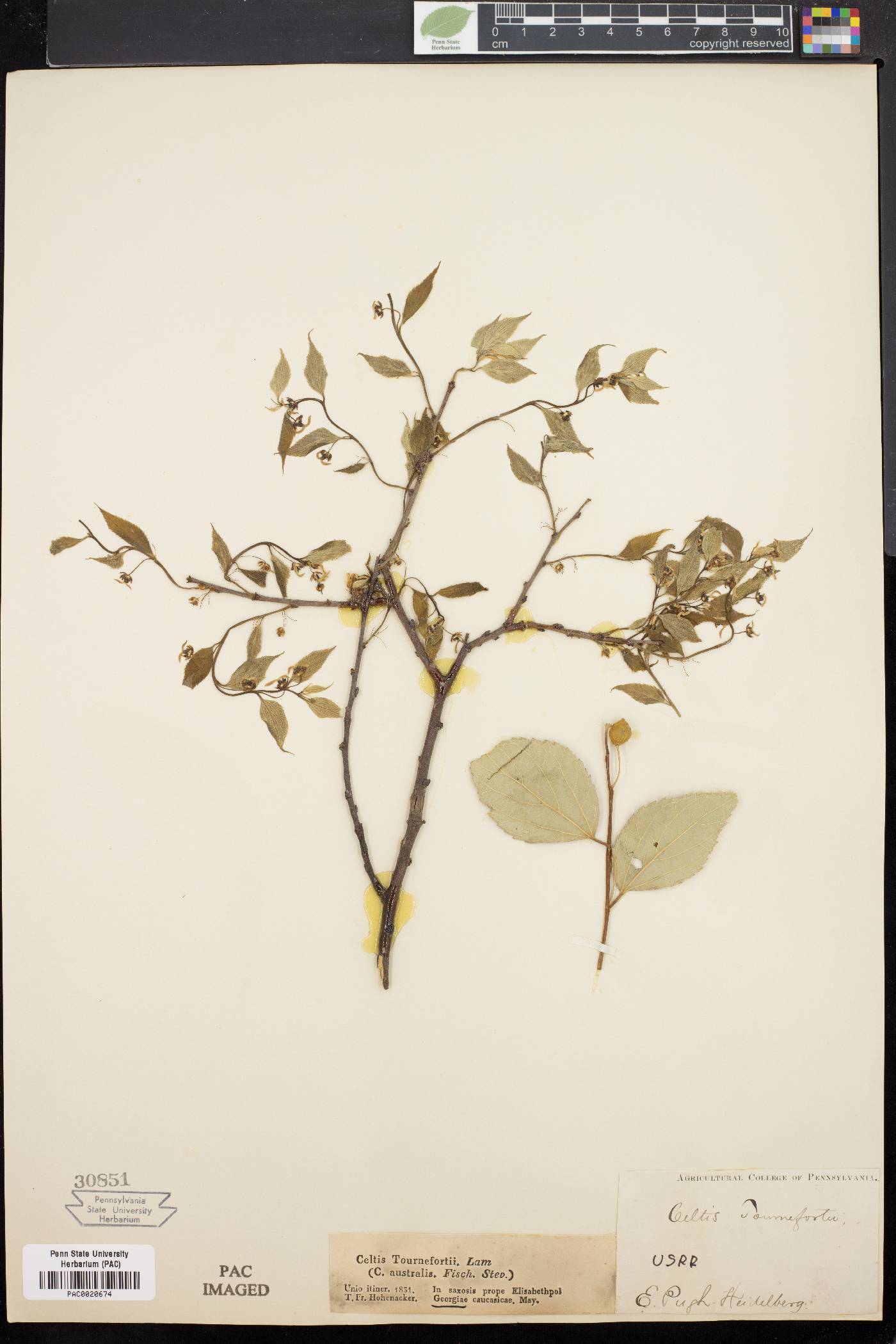 Celtis tournefortii image