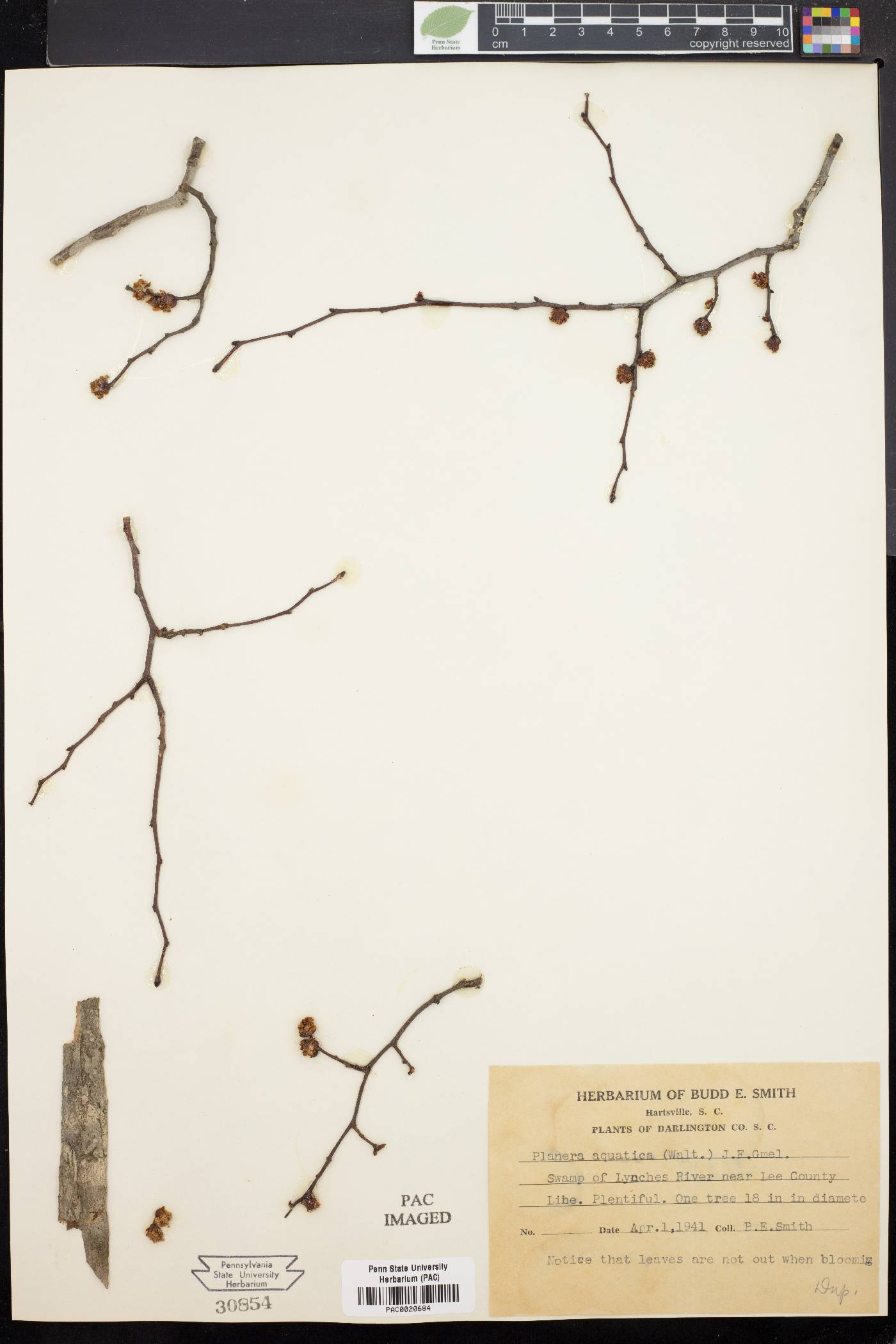 Planera aquatica image