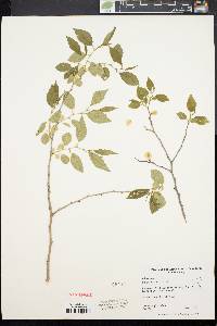 Ulmus procera image