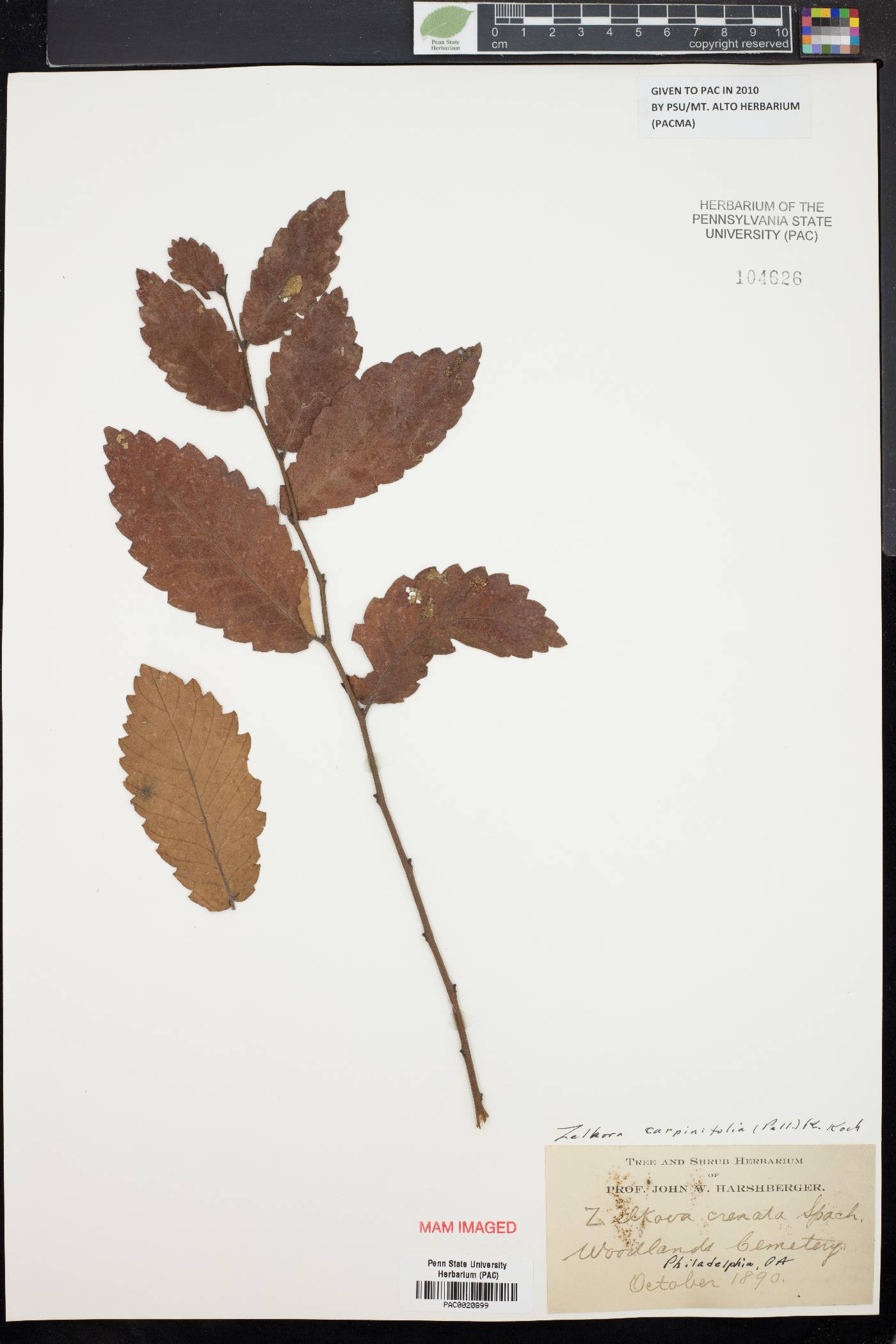 Zelkova carpinifolia image