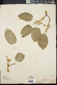 Ficus pedunculata image