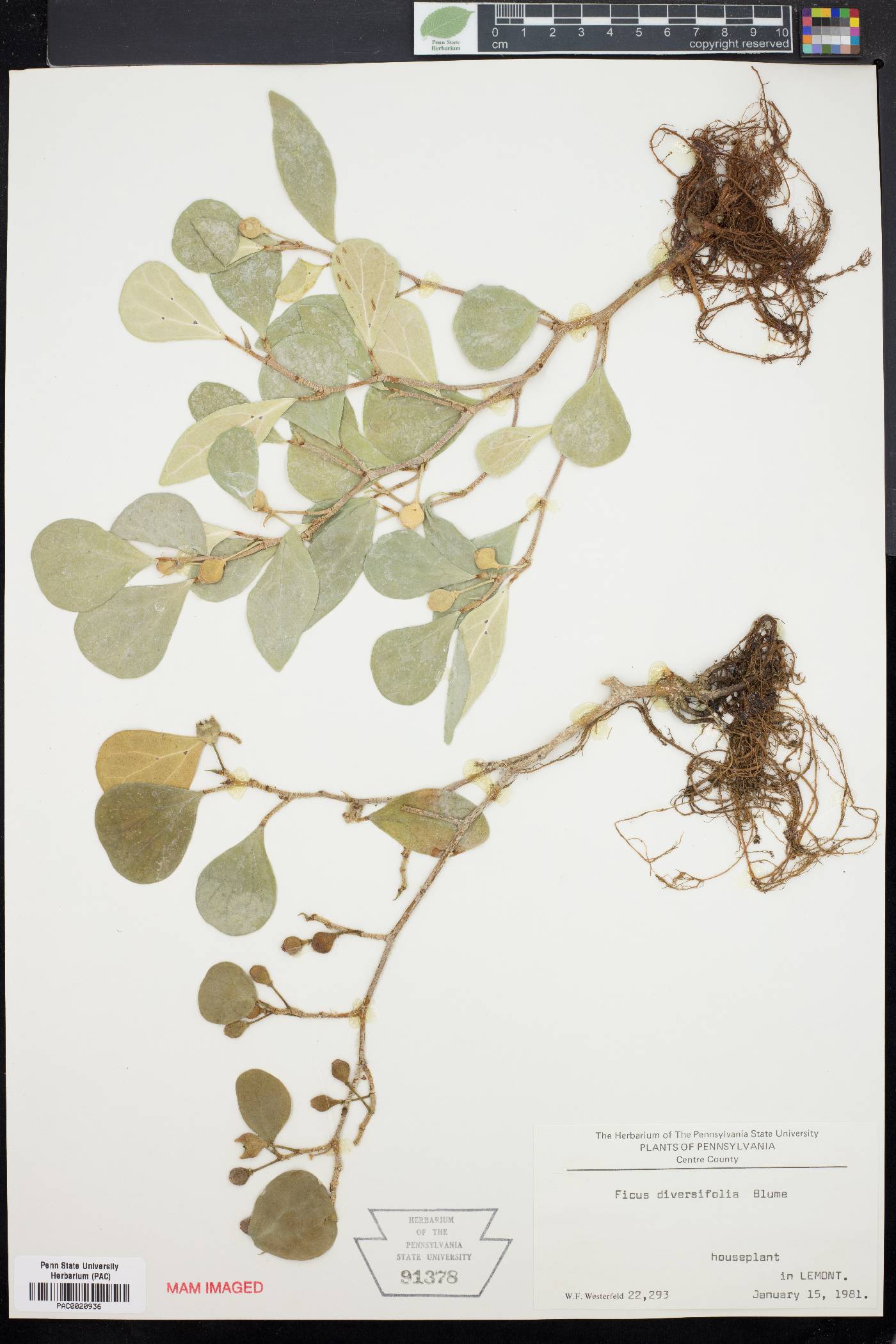 Ficus deltoidea image