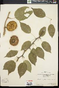 Maclura pomifera image