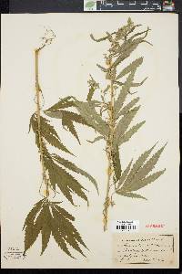 Cannabis sativa image