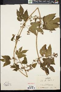 Humulus lupulus image