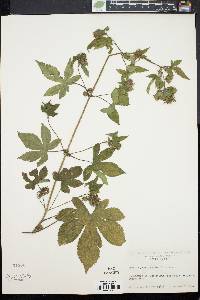 Humulus japonicus image