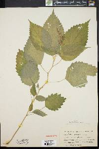 Laportea canadensis image