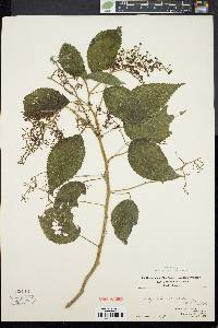 Laportea canadensis image