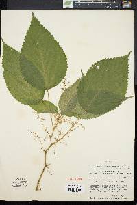 Laportea canadensis image