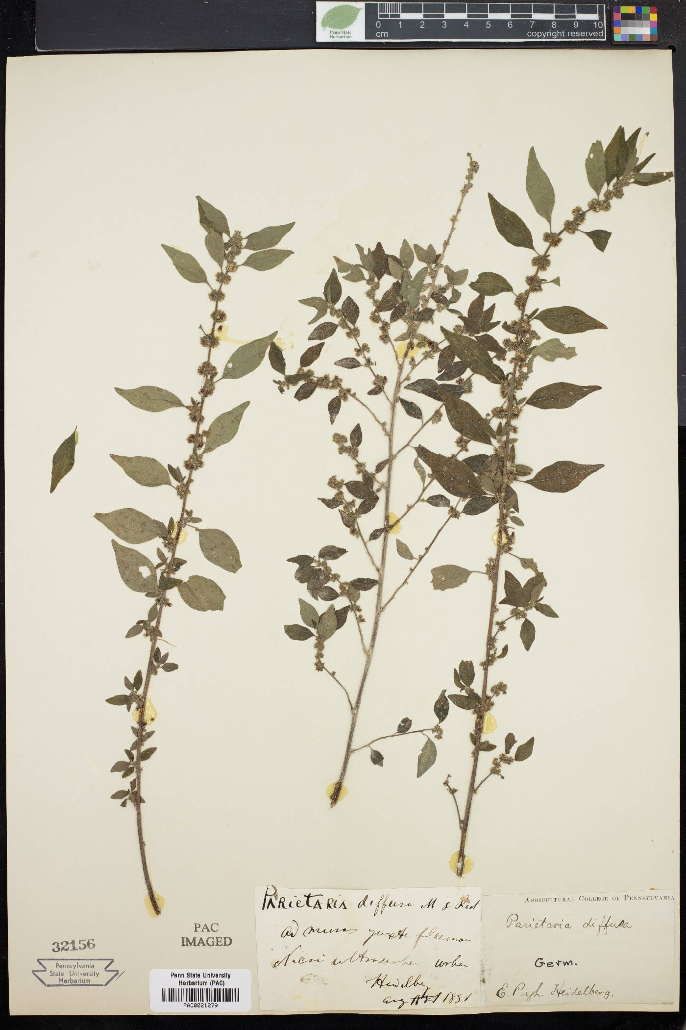 Parietaria diffusa image