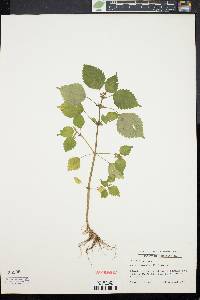 Pilea pumila image