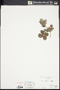 Pilea involucrata image