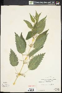 Urtica gracilis image