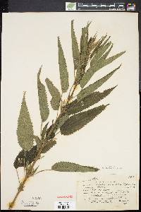 Urtica gracilis image