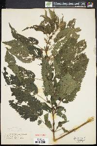 Urtica gracilis image