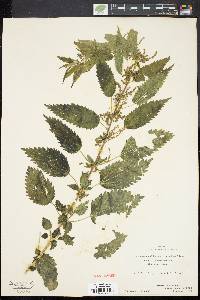 Urtica gracilis image