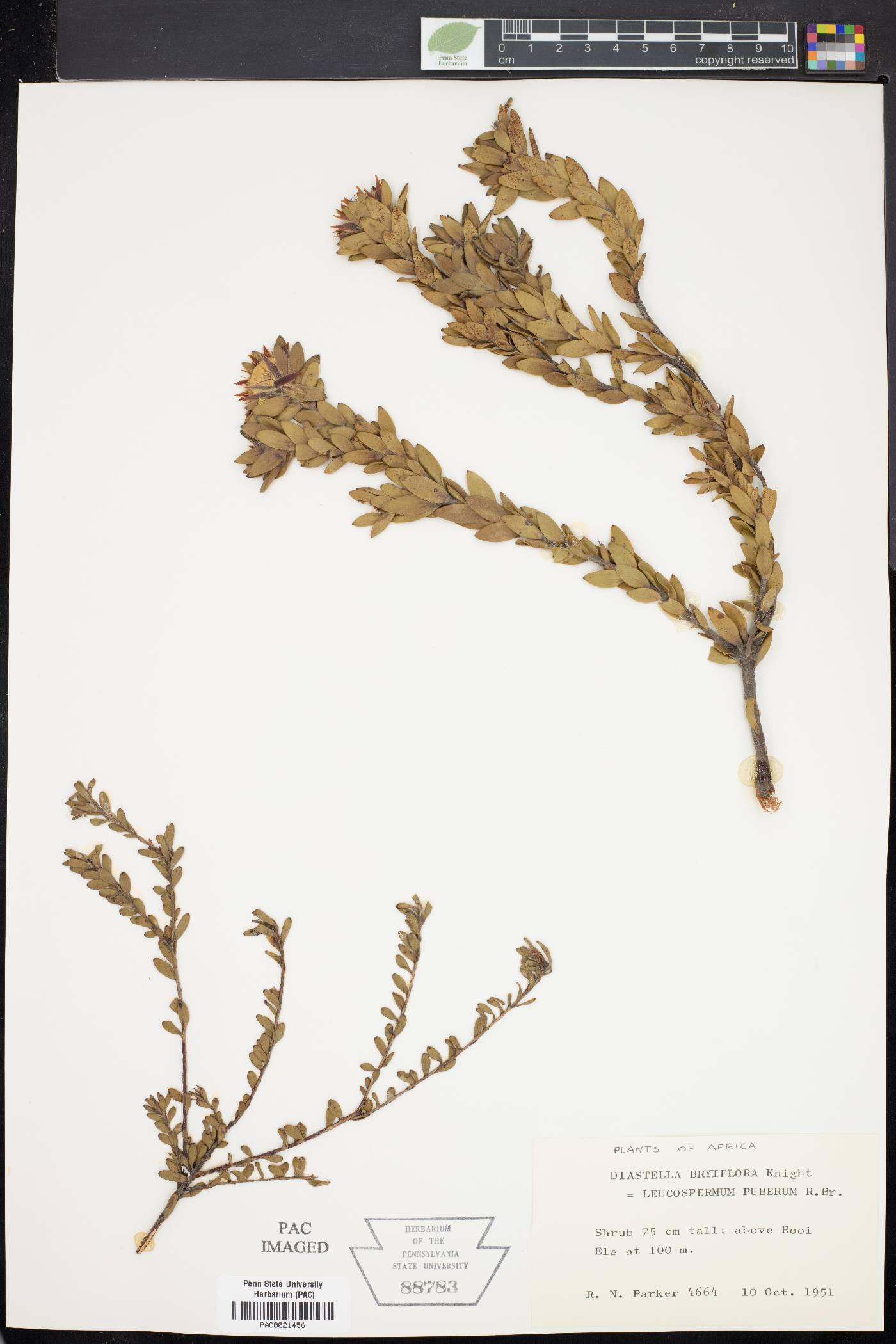 Diastella thymelaeoides subsp. thymelaeoides image