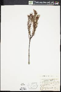 Image of Leucadendron meyerianum