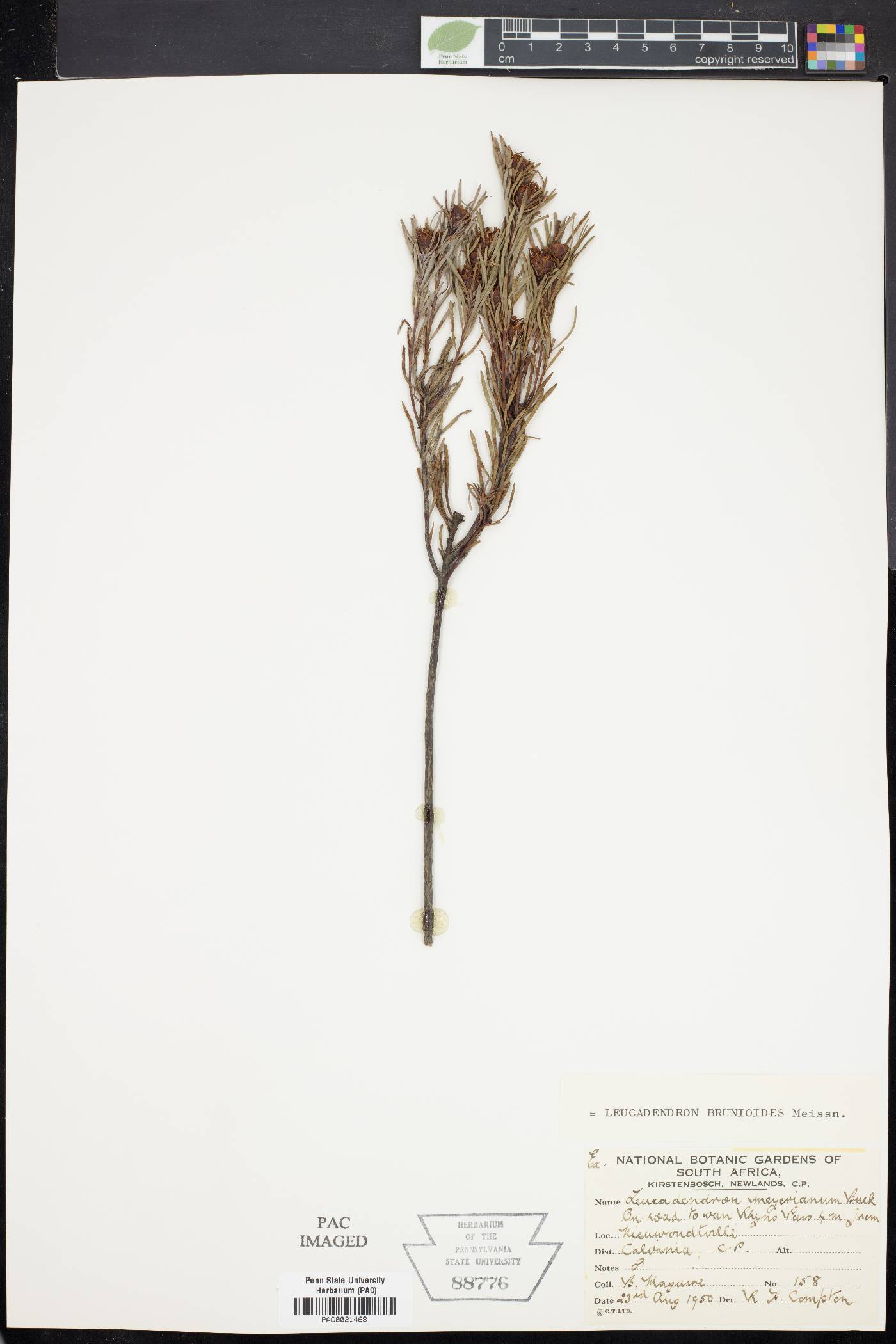 Leucadendron meyerianum image
