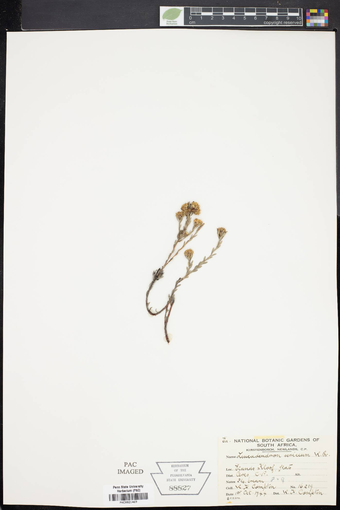 Leucadendron sericeum image