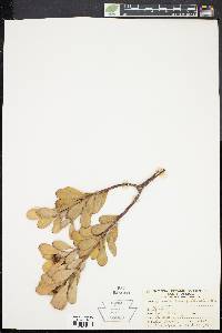 Image of Leucadendron spathulatum