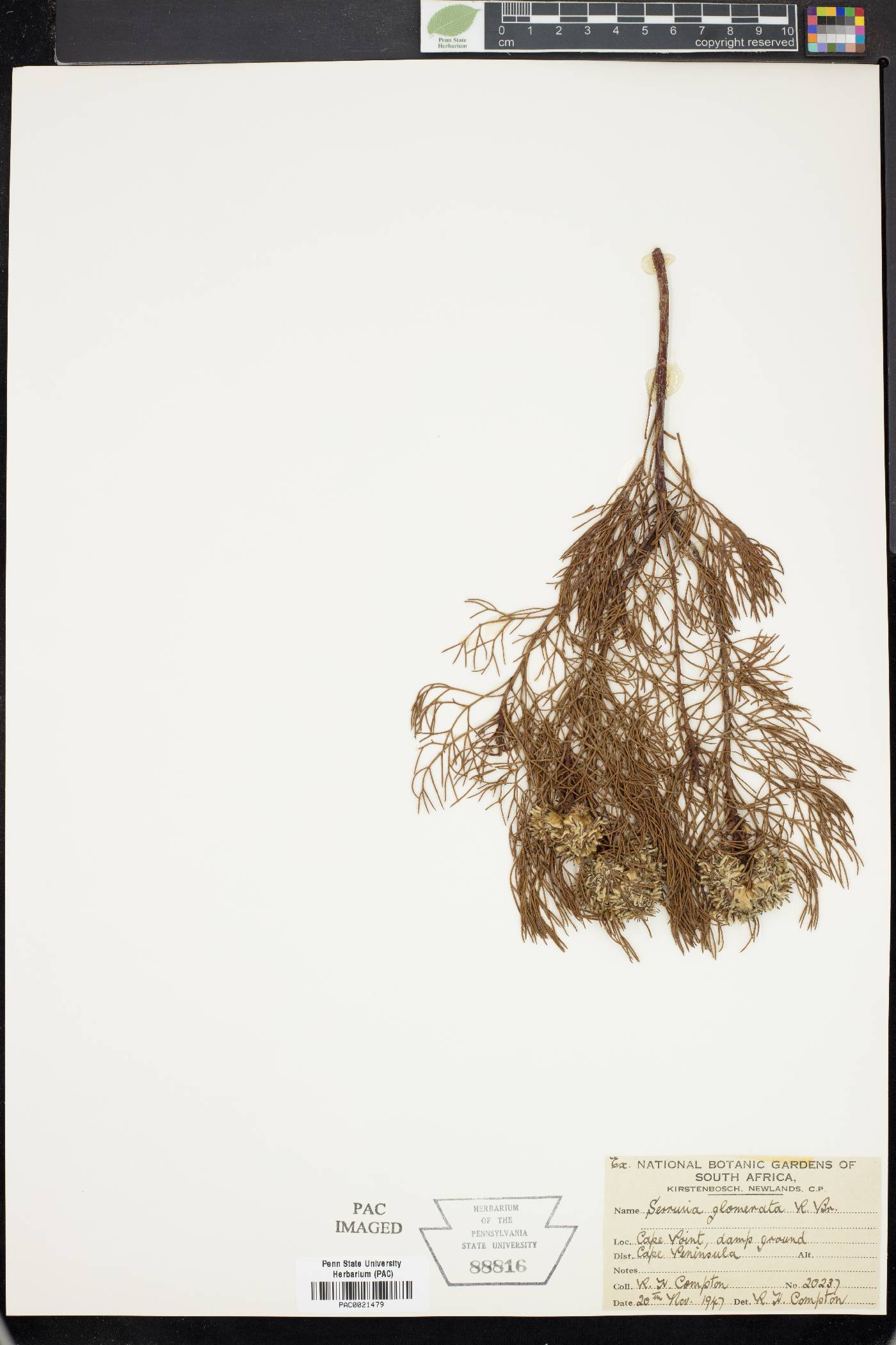 Serruria glomerata image