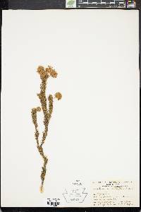 Image of Serruria millefolia