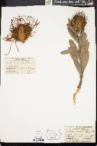 Image of Leucospermum attenuatum