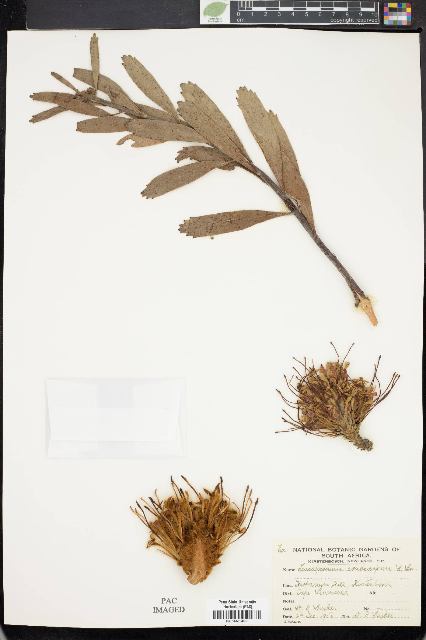 Leucospermum conocarpodendron image