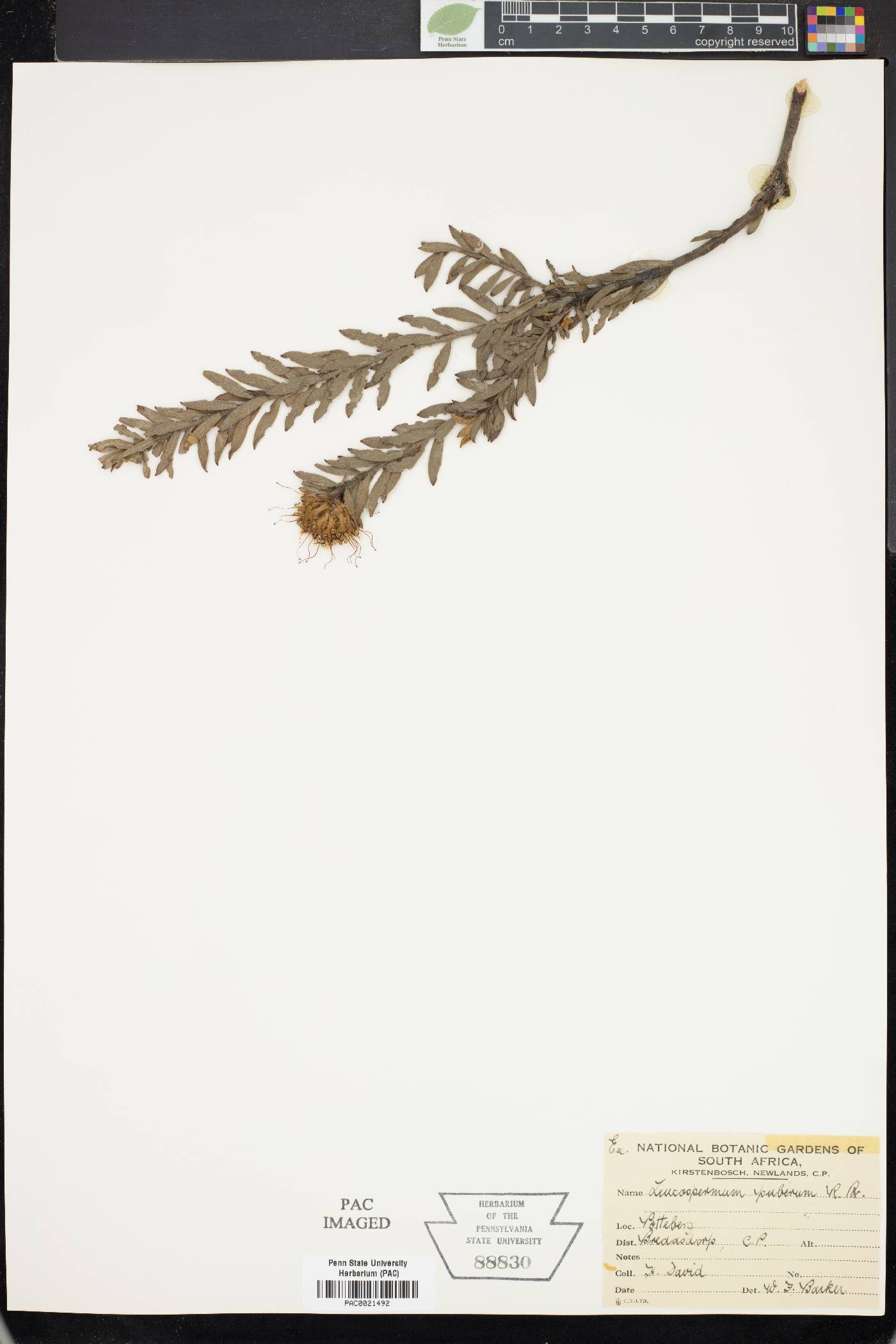 Diastella thymelaeoides subsp. thymelaeoides image