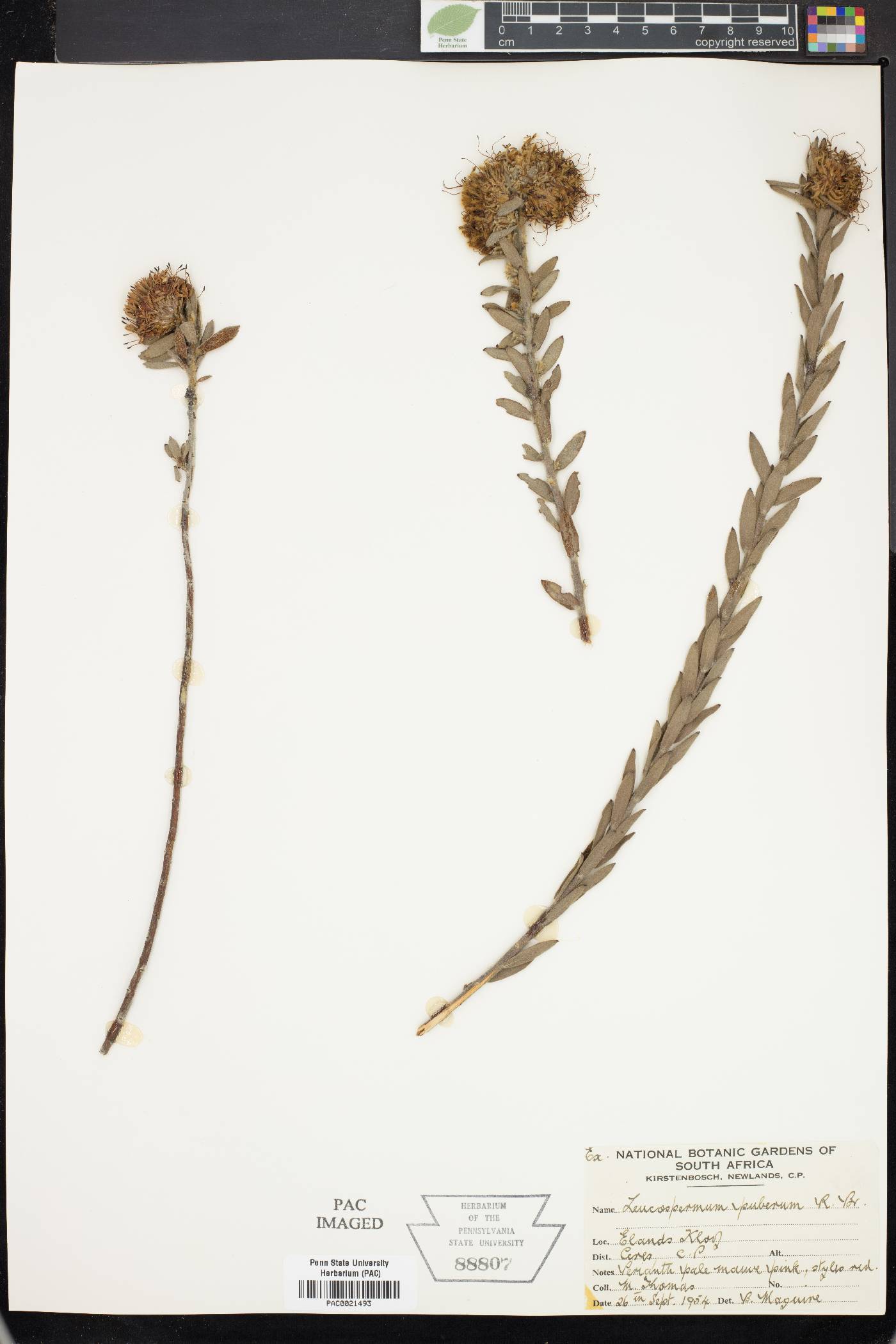 Diastella thymelaeoides subsp. thymelaeoides image