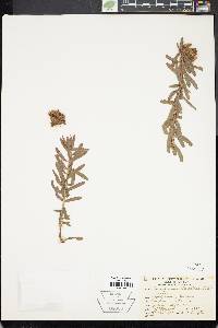 Image of Leucospermum gracile