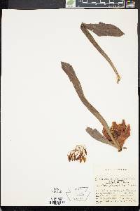 Image of Protea acaulos