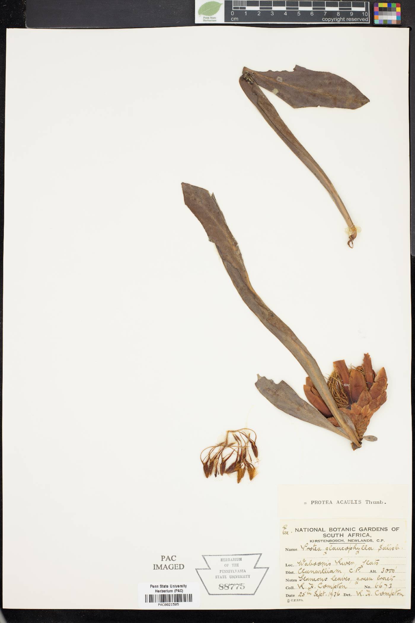 Protea acaulos image