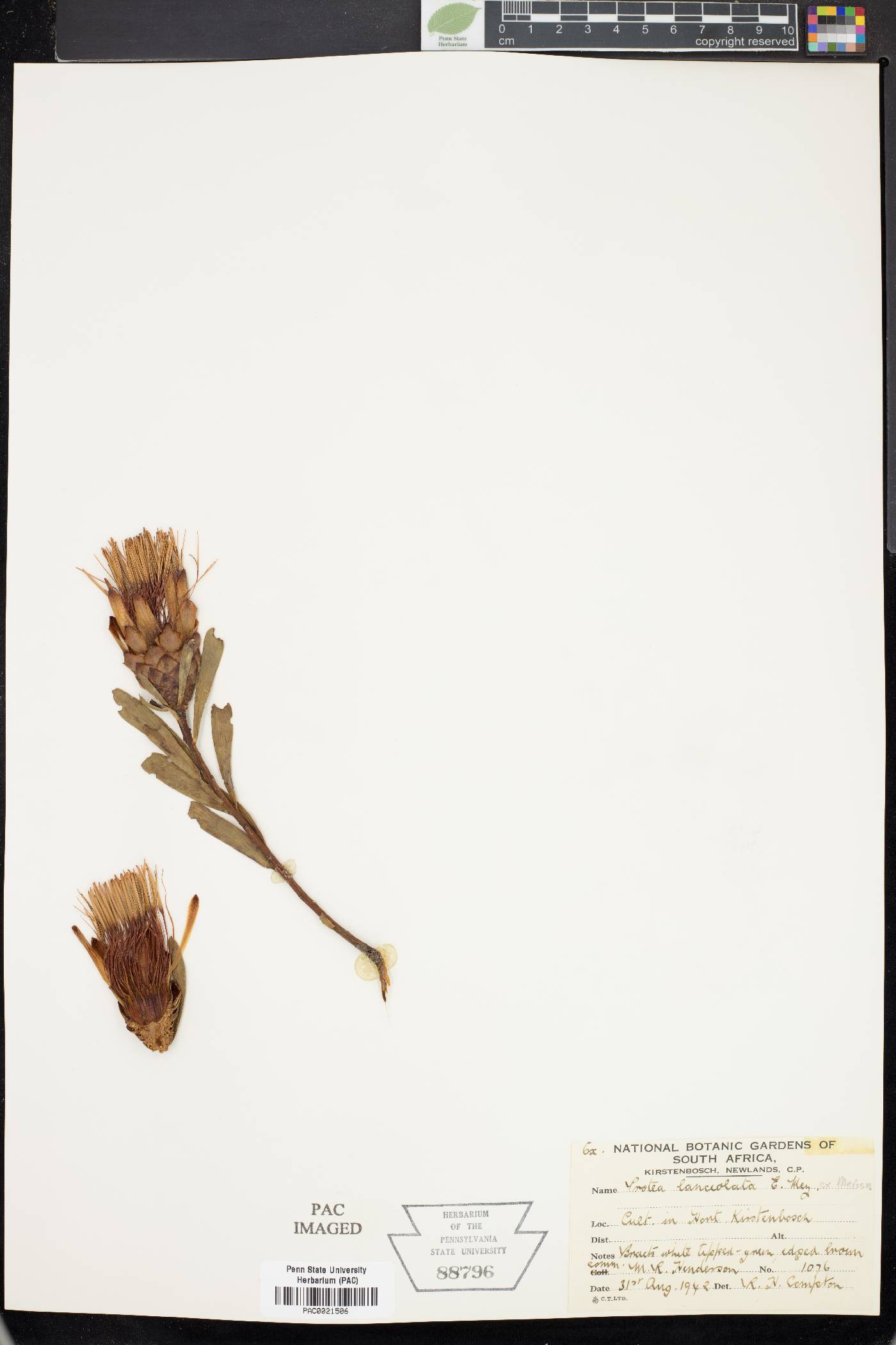 Protea lanceolata image