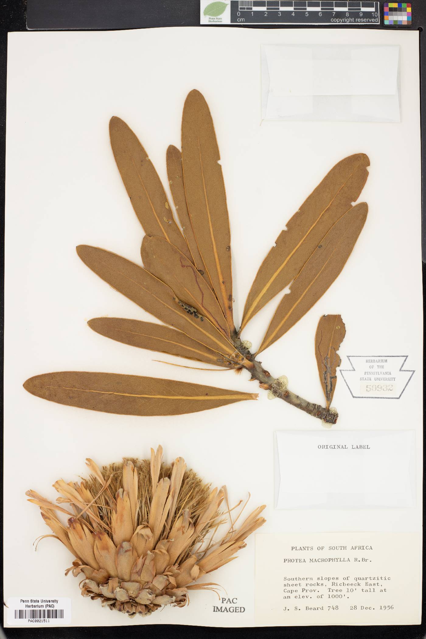 Protea macrophylla image