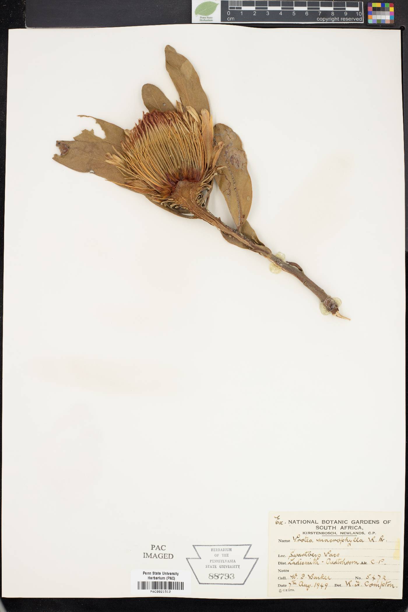 Protea macrophylla image