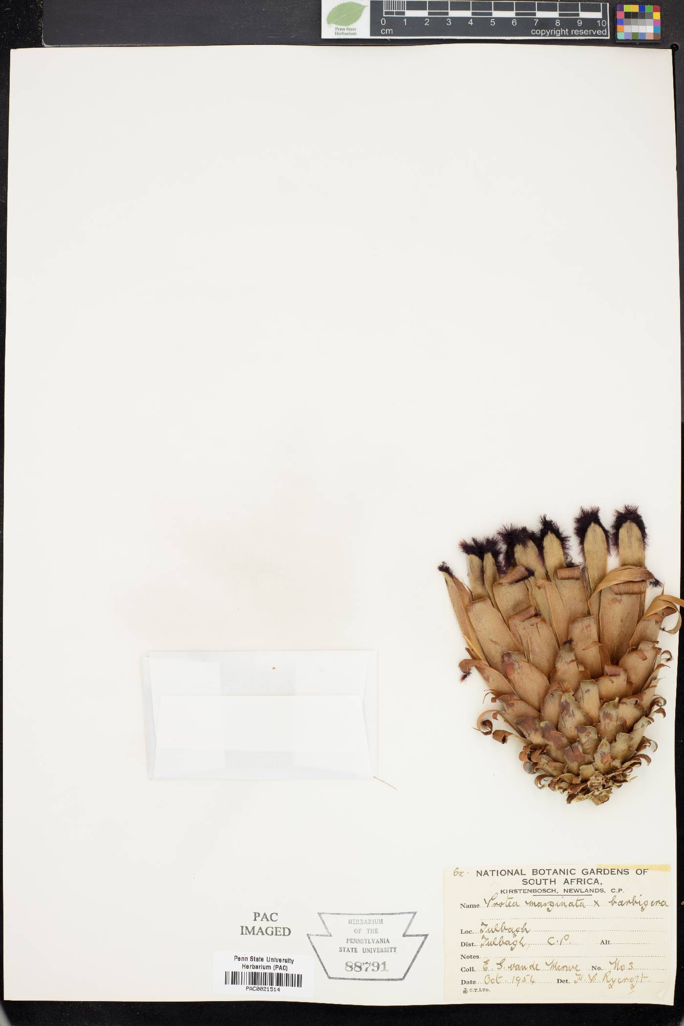 Protea marginata image