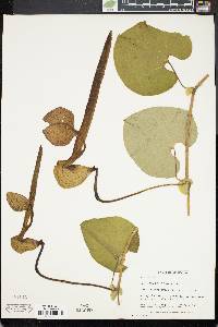 Aristolochia ringens image