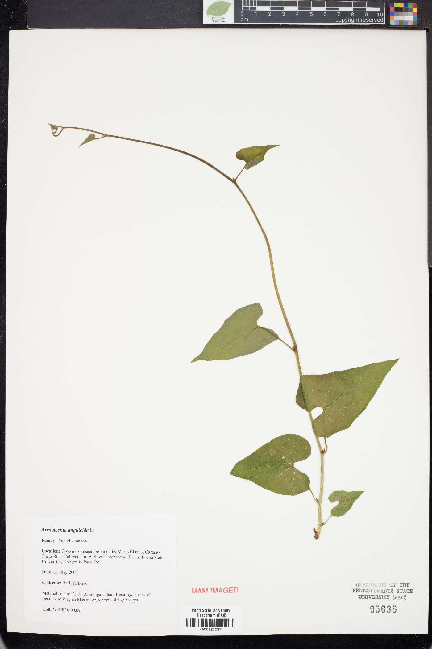 Aristolochia anguicida image