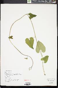 Aristolochia anguicida image