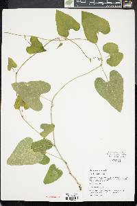 Aristolochia anguicida image